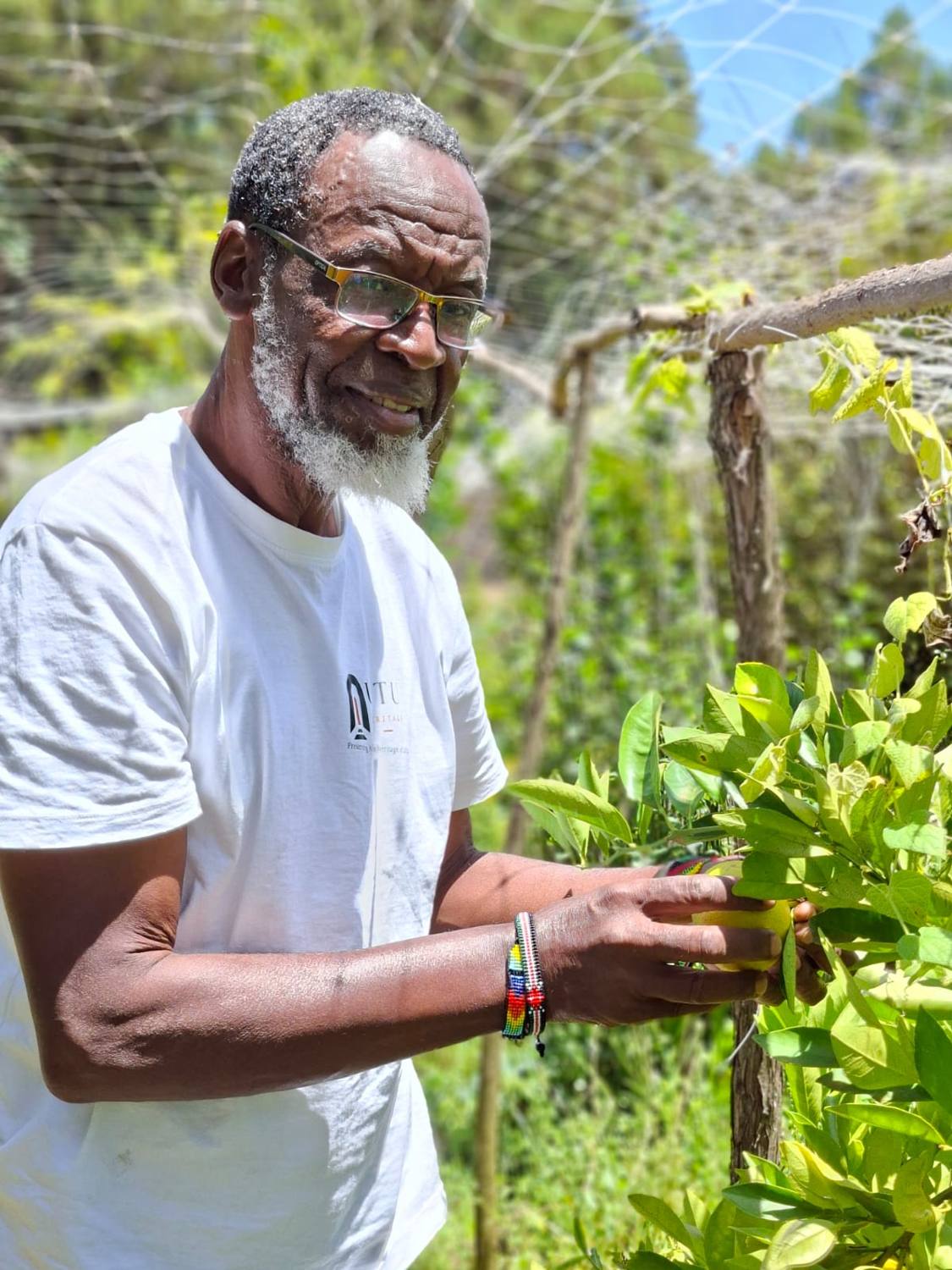 Al-Amin Kimathi inspecting lemons on a netted orchard at Timau River Lodge