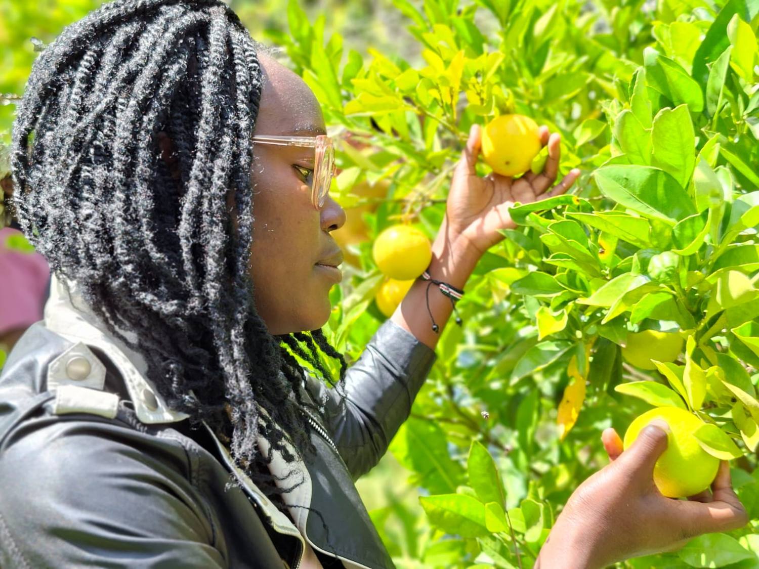 A grower inspecting ripening lemons on the branch