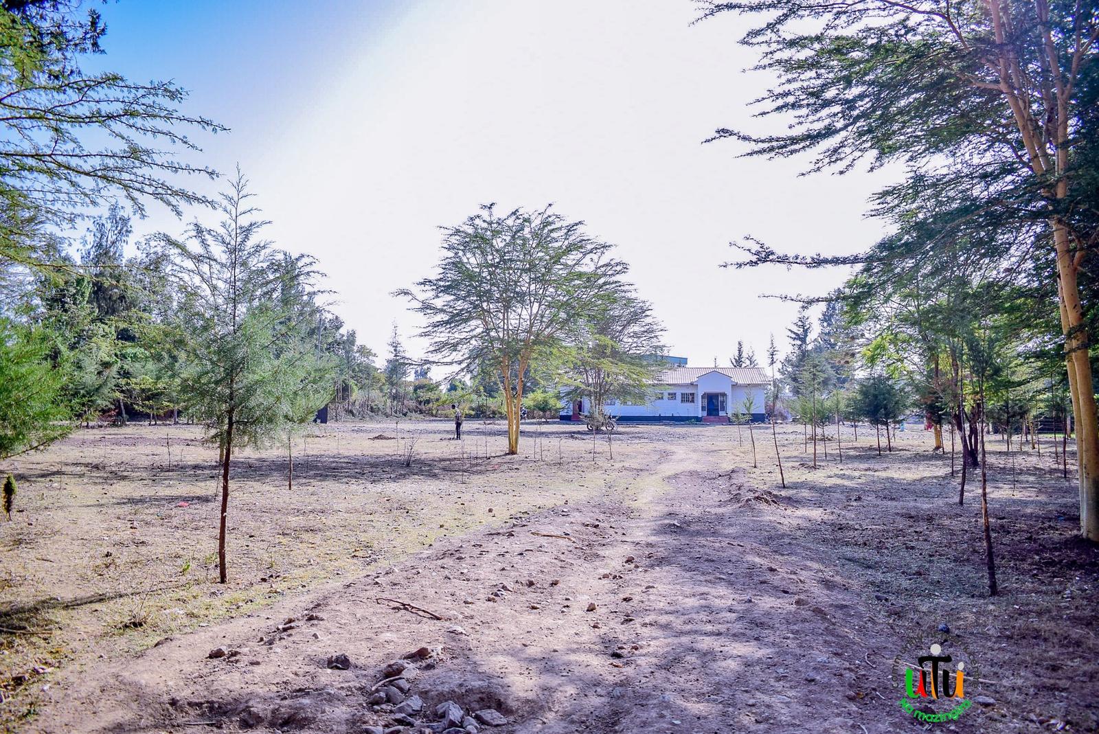Young trees along the boundary of the Utu Heritage grounds